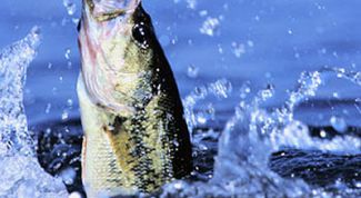 Картинка по теме - как вязать удочки