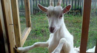 Картинка по теме - как содержать козу
