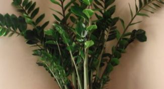 Картинка по теме - как узнать название растения