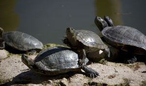 Картинка по теме - как вылечить черепаху
