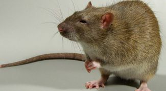 Картинка по теме - как избавиться от грызунов