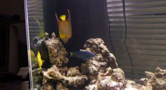 Картинка по теме - как выбрать фильтр для аквариума