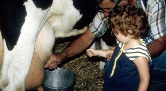 Картинка по теме - как увеличить надой