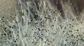 Картинка по теме - как удалить плесень в ванне