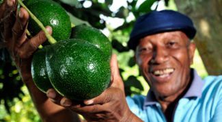 Картинка по теме - как употреблять авокадо