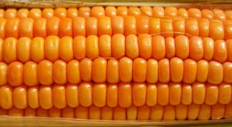 Картинка по теме - как заморозить кукурузу