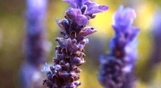 Картинка по теме - как вырастить лаванду из семян