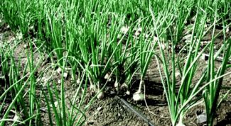 Картинка по теме - как вырастить лук на зелень