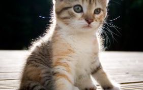 Картинка по теме - как кормить котенка в 3 месяца