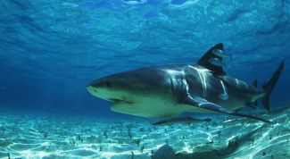 Картинка по теме - как рисовать акулу