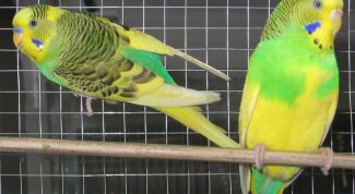 Картинка по теме - как узнать, попугай девочка или мальчик