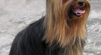 Картинка по теме - как чистить зубы йорку