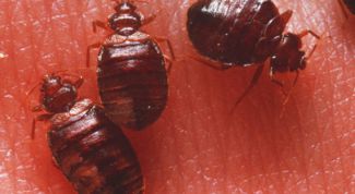 Картинка по теме - как вытравить клопов