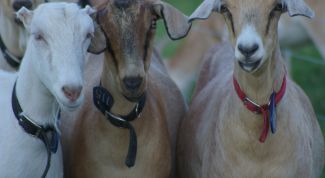 Картинка по теме - как кормить коз