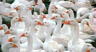 Картинка по теме - как кормить гусей