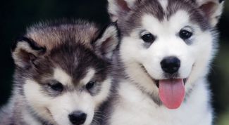 Картинка по теме - как кормить щенка лайки