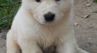 Картинка по теме - как кормить щенка алабая