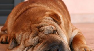 Картинка по теме - как дрессировать шарпея