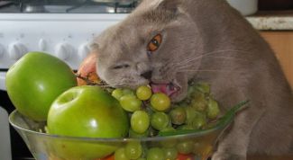 Картинка по теме - как кормить шотландскую вислоухую