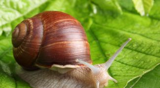 Картинка по теме - как вывести улиток