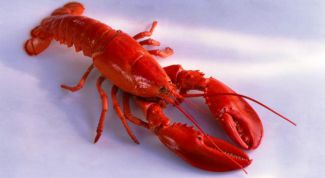 Картинка по теме - как варить омаров