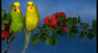 Картинка по теме - как купать волнистых попугаев