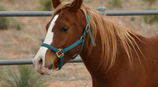 Картинка по теме - как чистить лошадь
