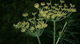 Картинка по теме - как вылечить описторхоз