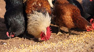 Картинка по теме - как кормить курей