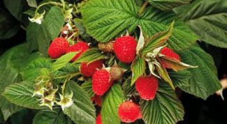 Картинка по теме - как лечить трещины прямой кишки