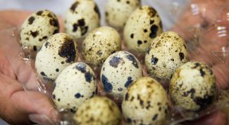 Картинка по теме - как употреблять перепелиные яйца