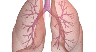 Картинка по теме - как разработать легкие