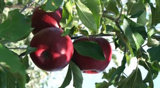 Картинка по теме - как вырастить яблоко