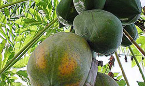 Картинка по теме - как вырастить папайю