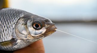 Картинка по теме - как сделать резинку для рыбалки