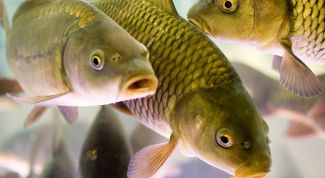 Картинка по теме - как чистить карпа