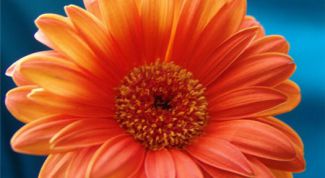 Картинка по теме - как выращивать герберы