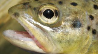 Картинка по теме - как хранить форель