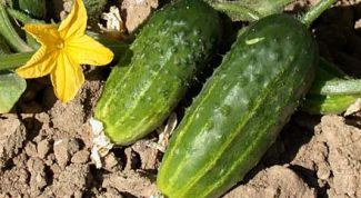 Картинка по теме - как выращивать огурцы в открытом грунте