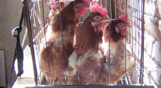 Картинка по теме - как кормить кур зимой