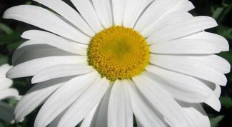 Картинка по теме - как выращивать ромашки