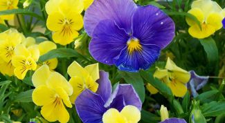 Картинка по теме - как выращивать анютины глазки