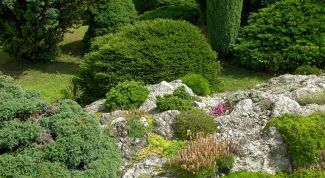 Картинка по теме - как вырастить можжевельник