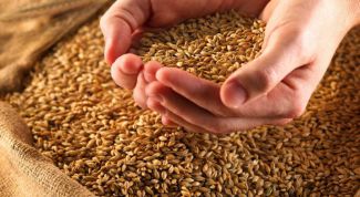 Картинка по теме - как вырастить зерно