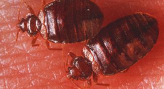 Картинка по теме - как избавиться от клопов народными средствами