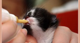 Картинка по теме - как выходить кота