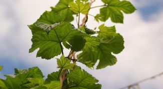 Картинка по теме - как выращивать хмель