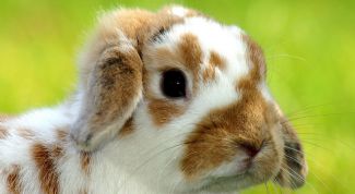 Картинка по теме - как починить шкурку кролика