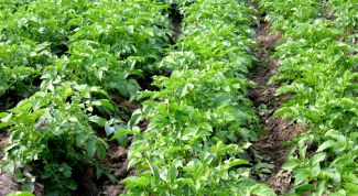 Картинка по теме - как вырастить хороший урожай картофеля