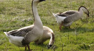 Картинка по теме - как содержать гусей